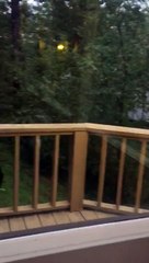 Brazilian Vacationers Surprised by Bears