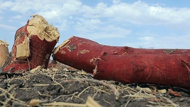 حماة الحياة البرية في السودان ينددون بانتهاكات البشر لمحمية الدندر