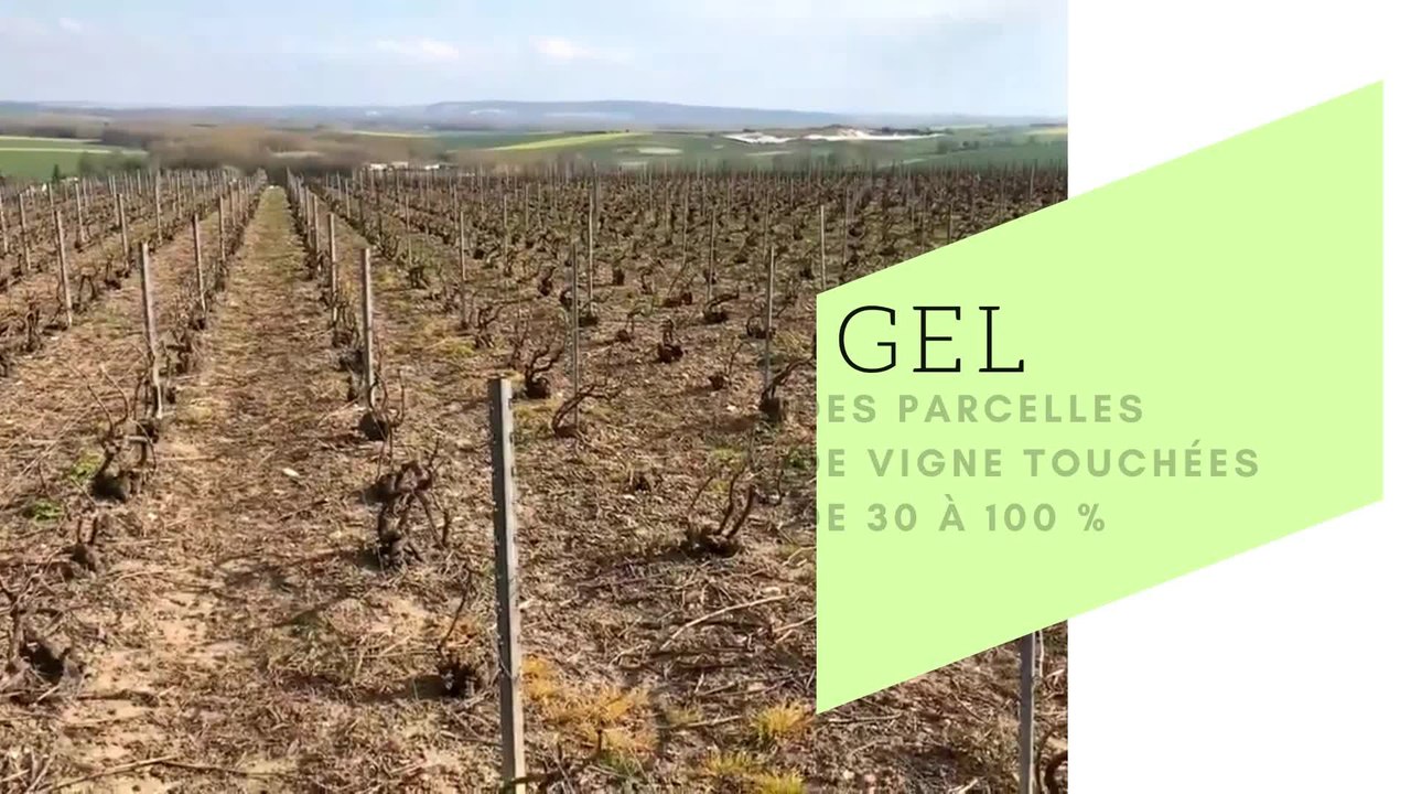 Des parcelles de vignes touchées par le gel à V...