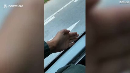 Ce petit lézard prend le bus gratuitement