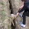 Il sauve un mouton coincé dans un trou... pour rien