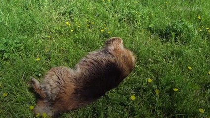 Why Do Dogs Roll in the Grass?