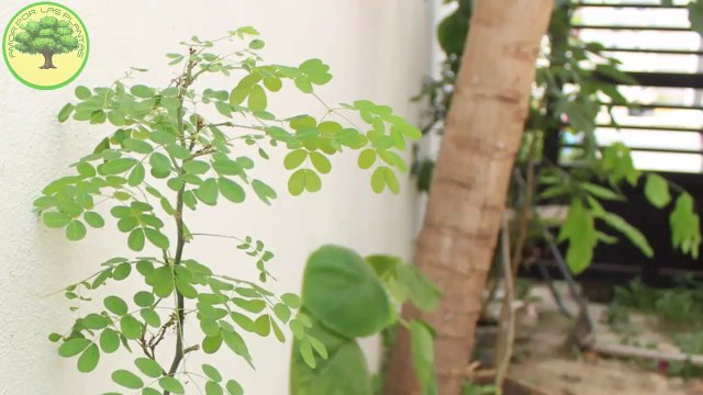 Hablale con amor a tus plantas y mira lo que pasa