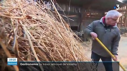 Yonne : la renaissance du Vézelay, un fromage de chèvre oublié