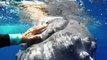 Balina, dalış yapan kadını köpek balığından korudu