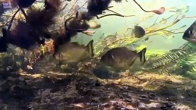 How To Survive A Piranha Feeding Frenzy