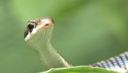 Australian Man Finds Venomous Snake in Aldi Lettuce Bag