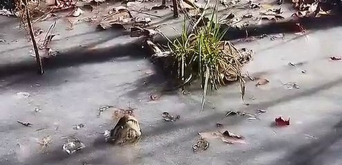 Timsahı bu halde görenler hayrete düştü!