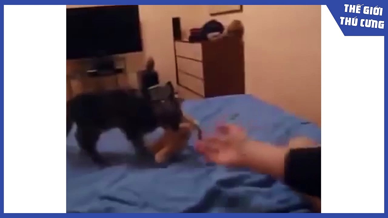 cats and dogs fighting each other