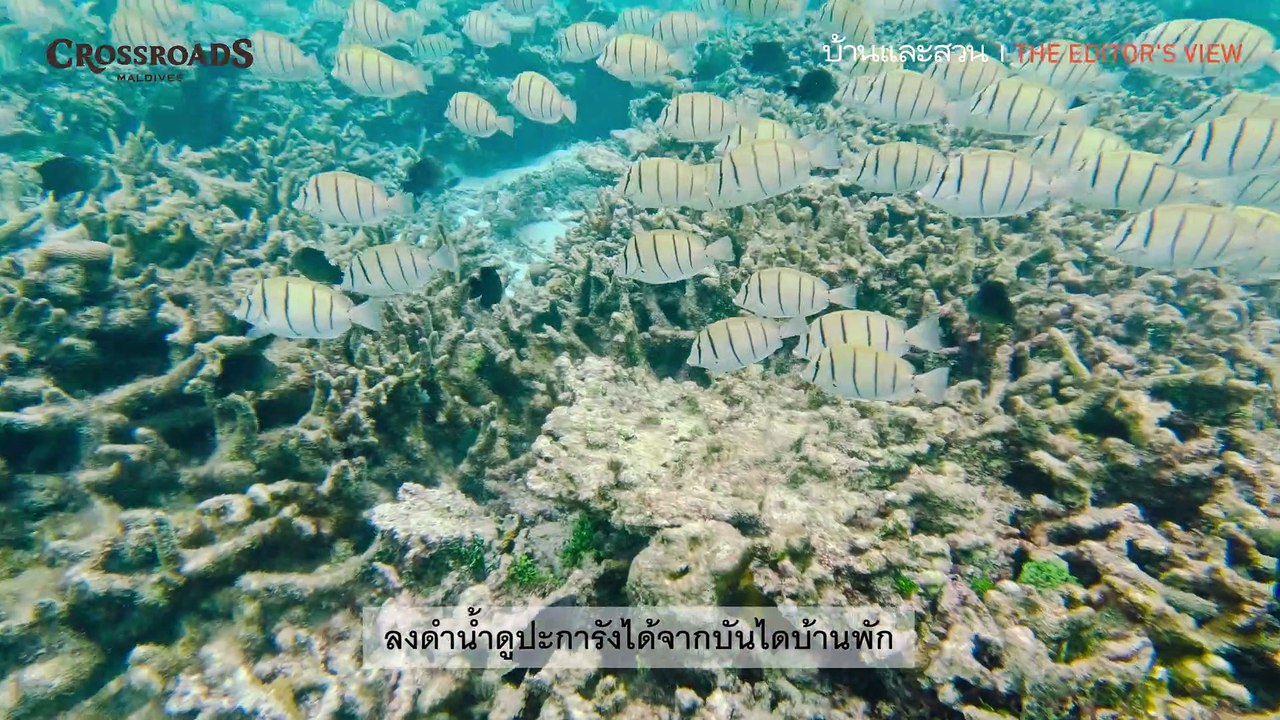 CROSSROADS MALDIVES x บ้านและสวน