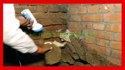 Veja onde a horrível serpente negra estava escondida nesta casa