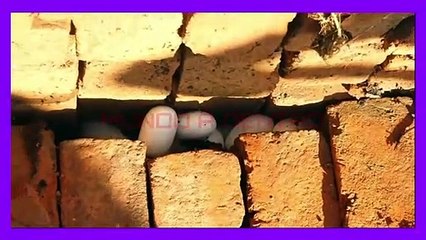 Onde estava a serpente de 25 anos escondendo tantos ovos, como foi resgatada --