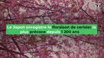 Le Japon enregistre la floraison de cerisier la plus précoce depuis 1 200 ans