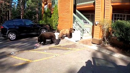 Bear Family Sift through Hotel Trash Bins