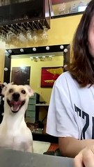 Doggy Desperately Tries to Distract