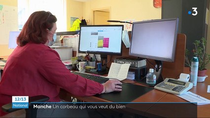 Manche : un corbeau de bon augure fait sourire les habitants