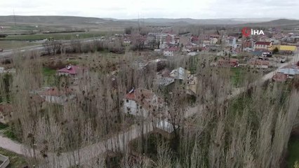 Korku filmlerini aratmıyor...Kargalar mahallelinin kabusu oldu