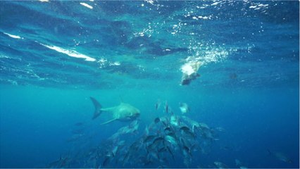A Giant 17-Foot Great White Shark Has Crossed the Atlantic and Making Its Way to the UK