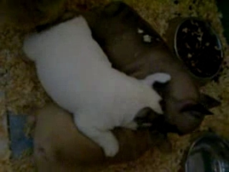 les chiots bouledogues français