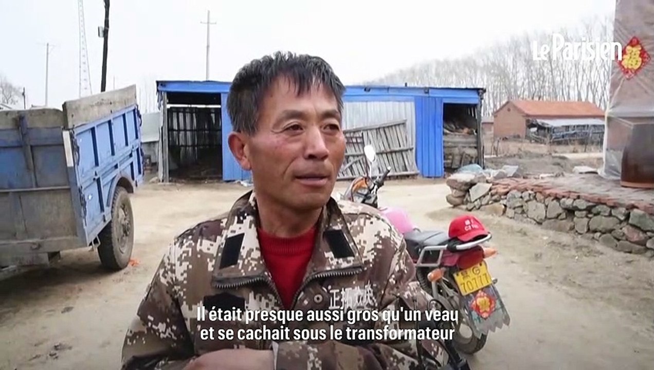 Chine : un tigre de Sibérie capturé après avoir attaqué des villageois