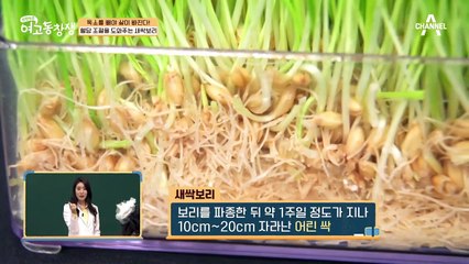 혈당 조절 도와주는 '새싹보리' 언제 먹어야 가장 좋을까?
