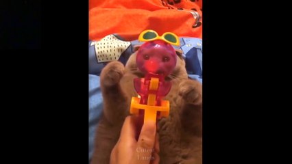 Cute And Funny Pets  Try Not To Laugh To These Pets Compilation 11 Cutest Lands