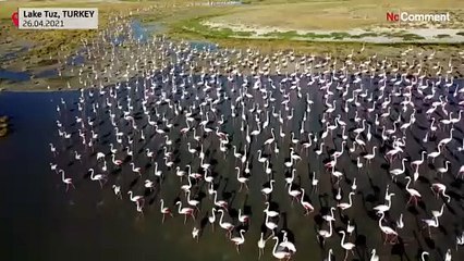 Turkey's bird paradise welcomes annual Pink flamingo migration