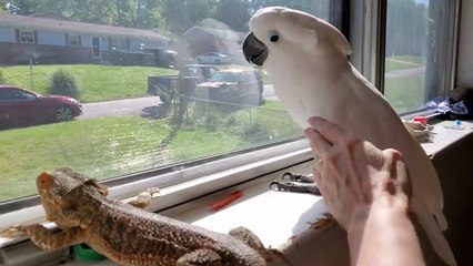 Curious Cockatoo Can&apos;t Resist A Bearded Dragon