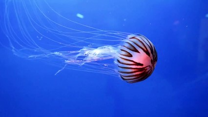 The jellyfish on the seabed will radiate its beauty 2021