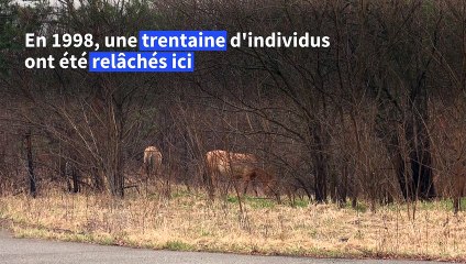 Le cheval de Przewalski, symbole de la nouvelle vie à Tchernobyl