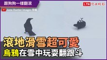 翻滾滑雪超可愛！烏鴉在雪地上歡樂玩耍翻跟斗