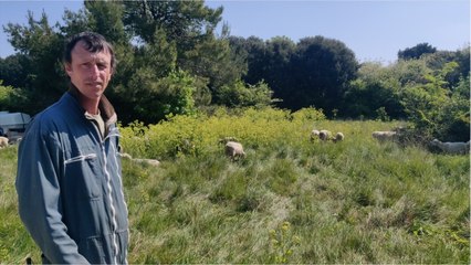 Les brebis entretiennent l'herbe à Chef de Baie