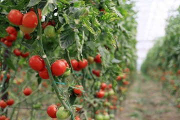 Rusya'ya domates kotası yine doldu