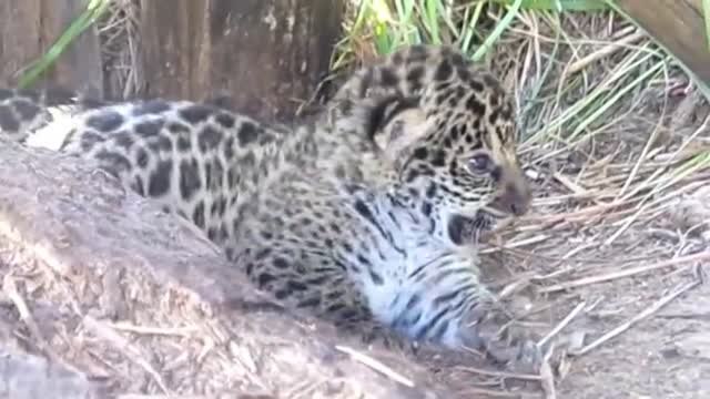 Dos crías de jaguares nacidas en cautividad han sido liberadas junto a su madre en un area natural protegida