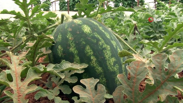 Kilogramı 6 TL olan ilk hasat karpuz, üreticinin yüzünü güldürdü