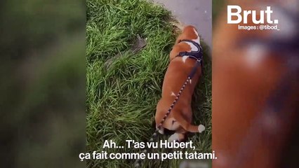 En balade avec Tibot le dog-sitter et ses deux acolytes