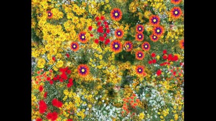 The Best Of Bee - Jungle Beat Compilation [Full Episodes]