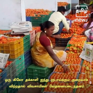 Due To Low Tomato Prize, Farmers Throws Tons Of Tomatoes On Lake