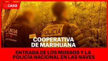Entrada de los Mossos y la Policía Nacional en naves de marihuana