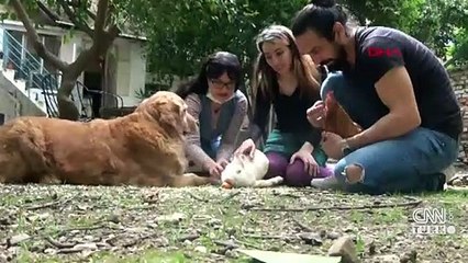 Türkiye'nin tavşan Ralph'i: Zulu