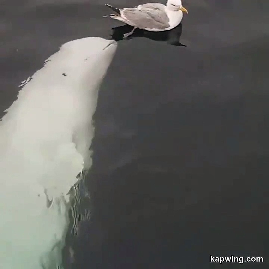 Best videos, Top videos, Viral videos Funny videos no. 142