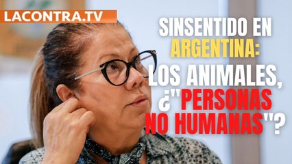 Proyecto de ley en Argentina para que los animales sean "personas no humanas"