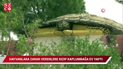 Hayvanlara zarar verenlere kızdı, kaplumbağa ev yaptı