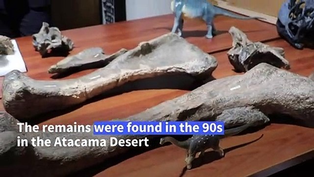 New dinosaur species found in Chile's Atacama Desert unveiled