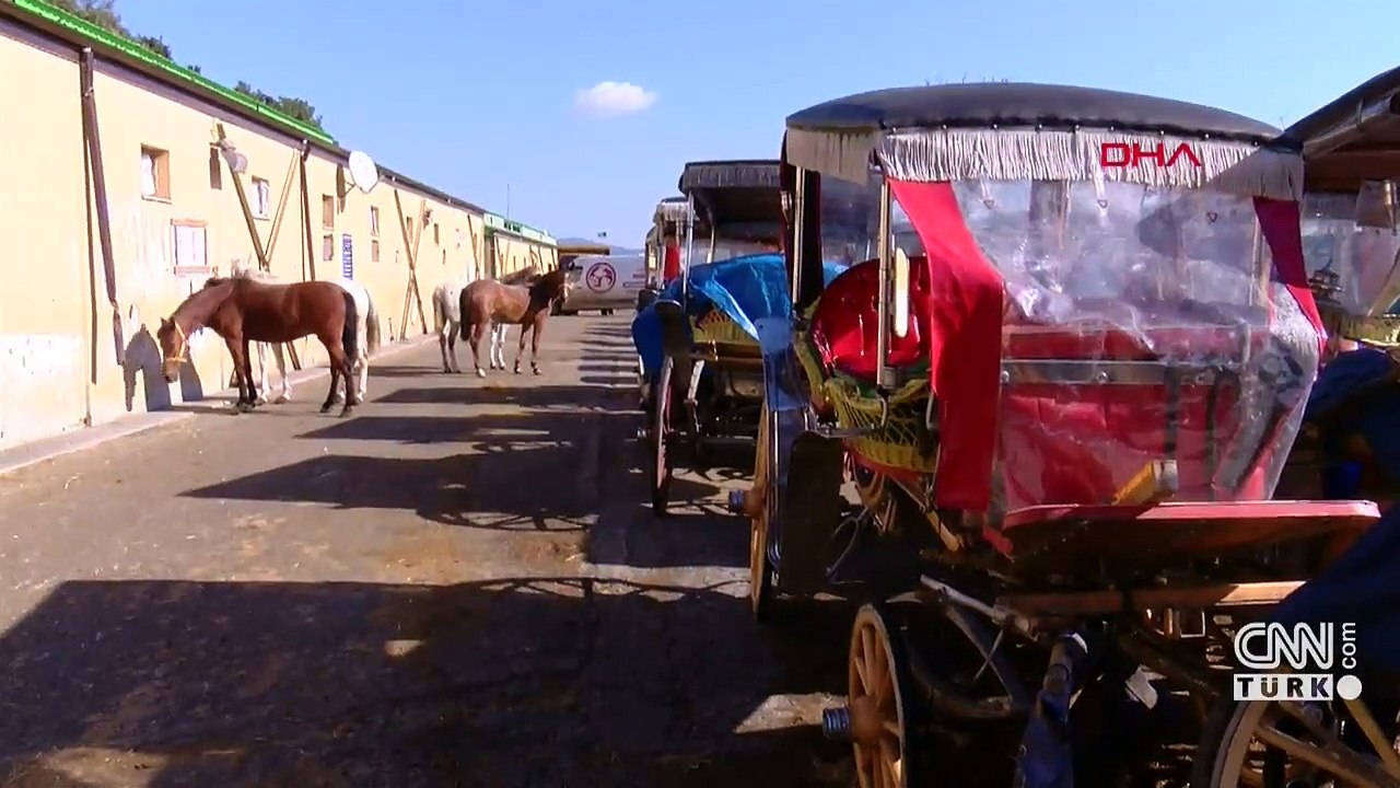 "Hatay Dörtyol Belediyesi'ne giden 100 at kayıp"