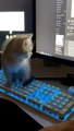 Kitten Fascinated by the Text It's Typing