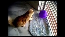 Funny Cat Reaction | Funny Animals Video Clips |Funniest Animals Compilation