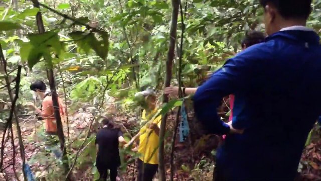 Batu Pahat Jungle Trekking - Bukit Banang 12 Persons Surrounding Towering Tree Challenge - 峇株巴辖 森林浴