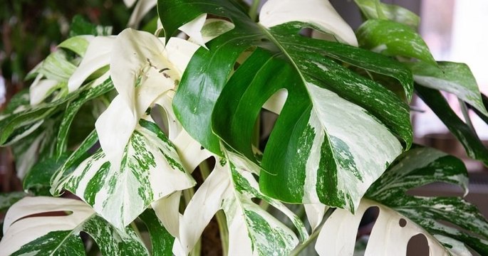 Découvrez le monstera variegata, une plante étonnante aux feuilles panachées