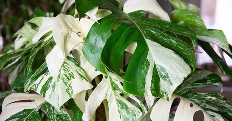 Découvrez le monstera variegata, une plante étonnante aux feuilles panachées